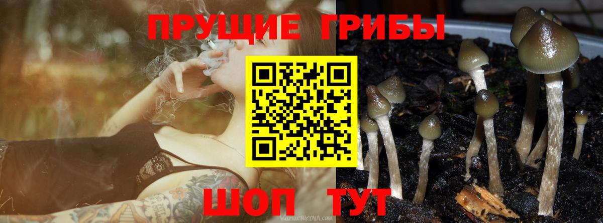 Псилоцибиновые грибы GOLDEN TEACHER  Вход с VPN  даркнет сайт  Горячий Ключ  Псилоцибиновые грибы ЛСД 
